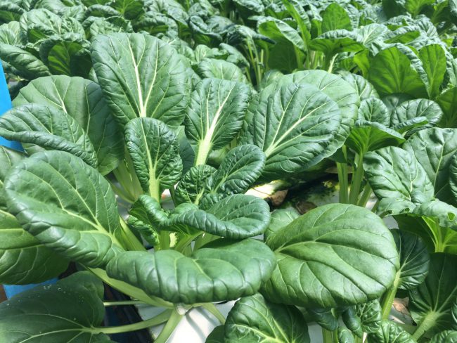 Cải hoa hồng – New Pak Choi